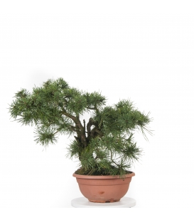 Prebonsai Pinus Sylvestris