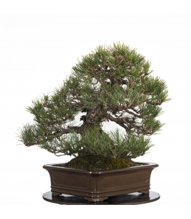 Bonsaï Pinus Thunbergii