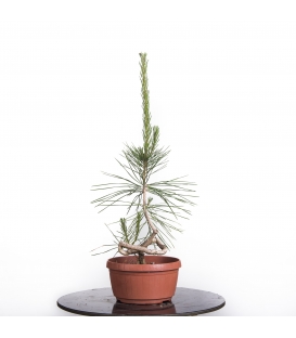 Pinus Thunbergii
