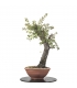 Holm Prebonsai