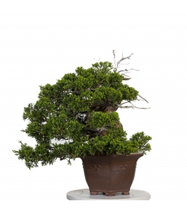 Juniper Bonsai Itoigawa