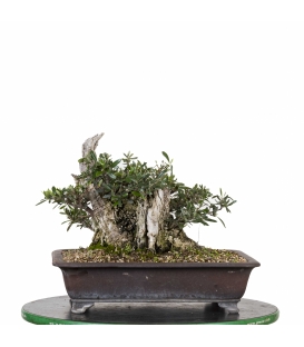 Acebuche Bonsai