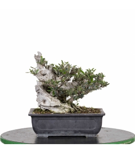 Acebuche Bonsai