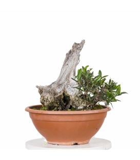 Acebuche Bonsai