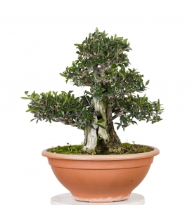 Acebuche Bonsai
