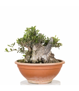 Acebuche Bonsai