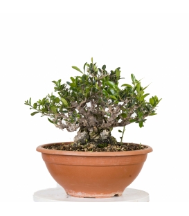 Acebuche Bonsai