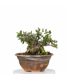 Acebuche Bonsai