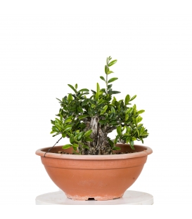 Acebuche Bonsai