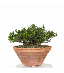 Acebuche Bonsai