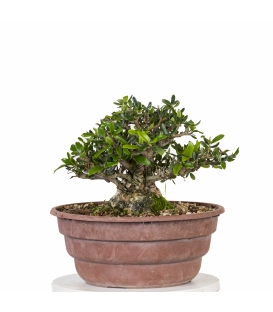 Acebuche Bonsai