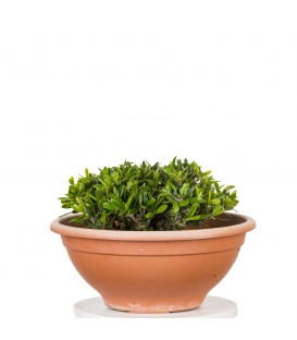 Acebuche Bonsai