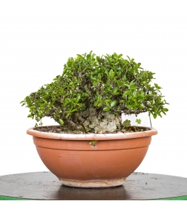 Acebuche Bonsai