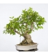 Ficus Retusa 16M147