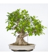 Ficus Retusa 16M147